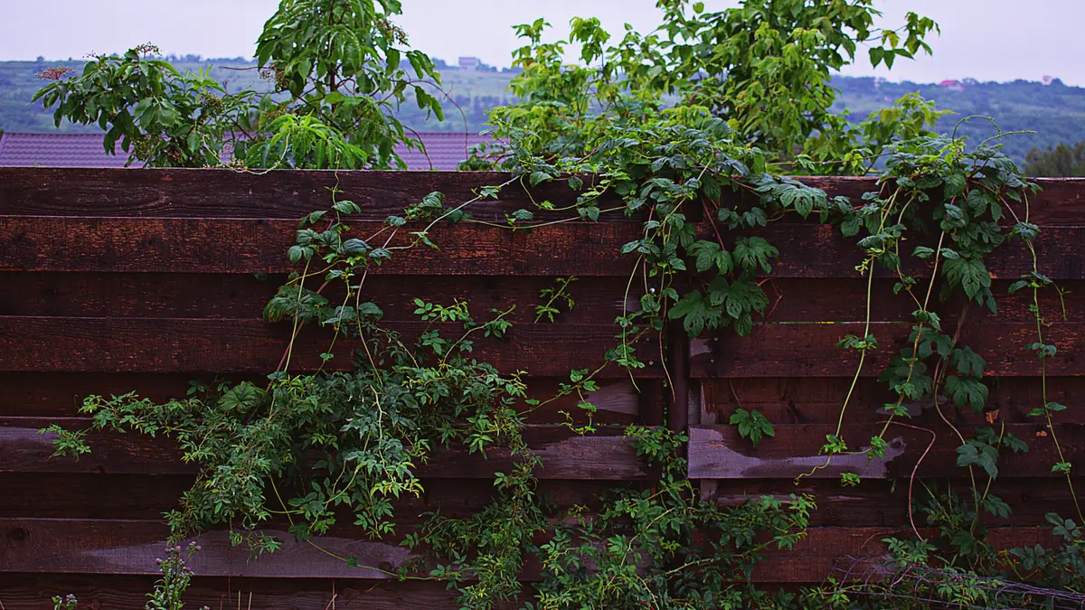 庭で生い茂り絡みついたつる性の雑草のようす