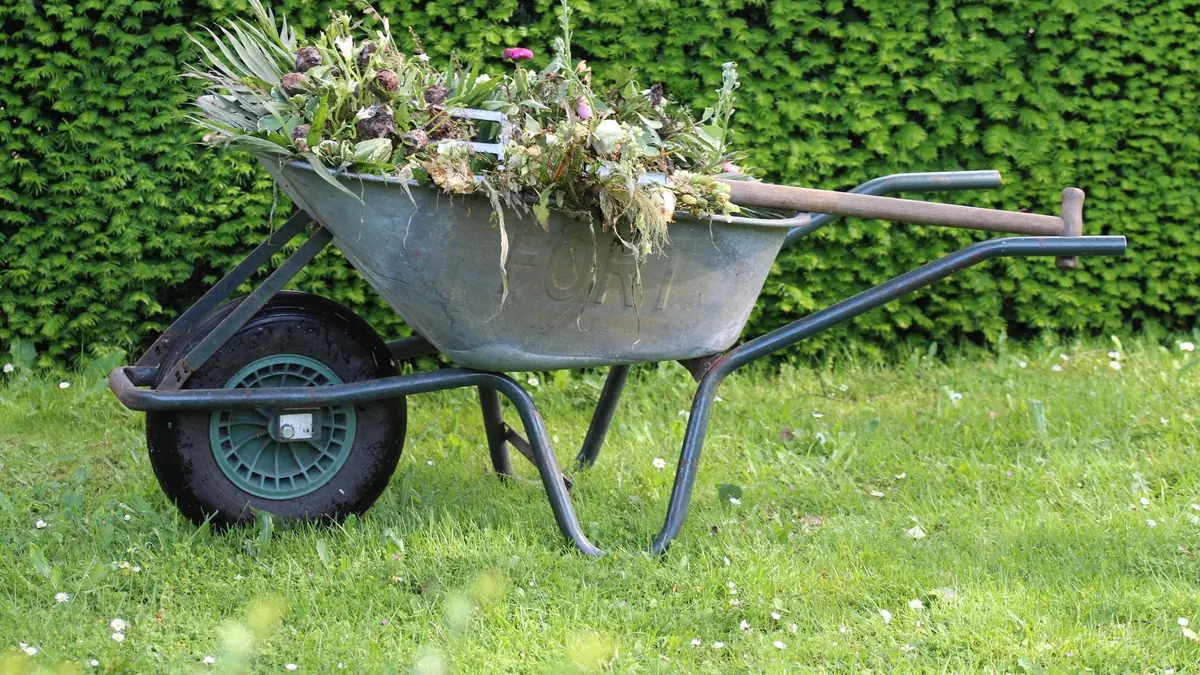 草刈りの時期を迎えて雑草が生い茂った地面のようす